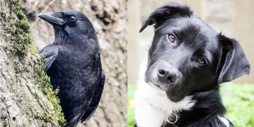 Kuşlar ve hoşhoşlar