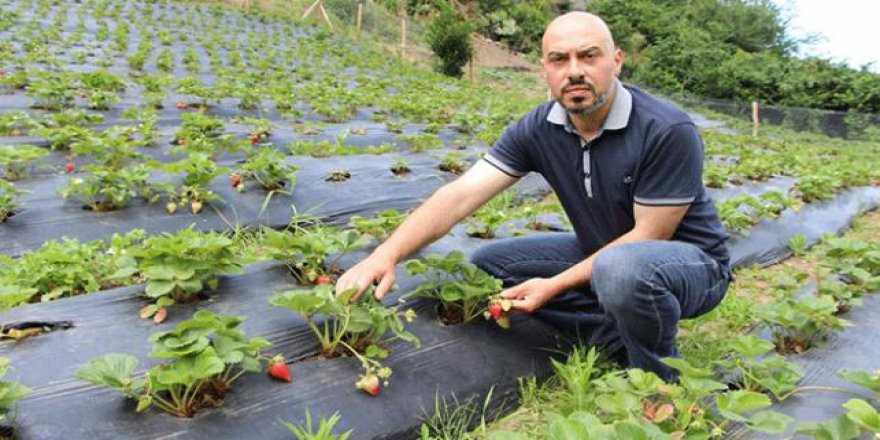 İki üniversite bitirdi, organik çilek yetiştiriciliği yapıyor