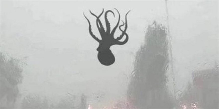 Subhanallah! Çin'de gökten ahtapot yağdırıldı