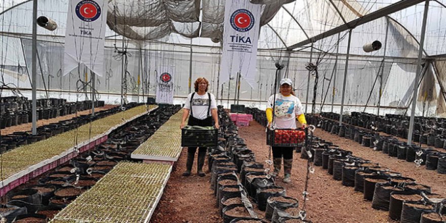 TİKA, Meksika'ya sebze üretmeyi öğretiyor