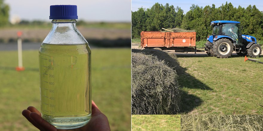 Edirne'nin Lavanta Tarlaları hasat edilecek