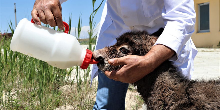 Ölüme terk edilen sıpa kurtarıldı