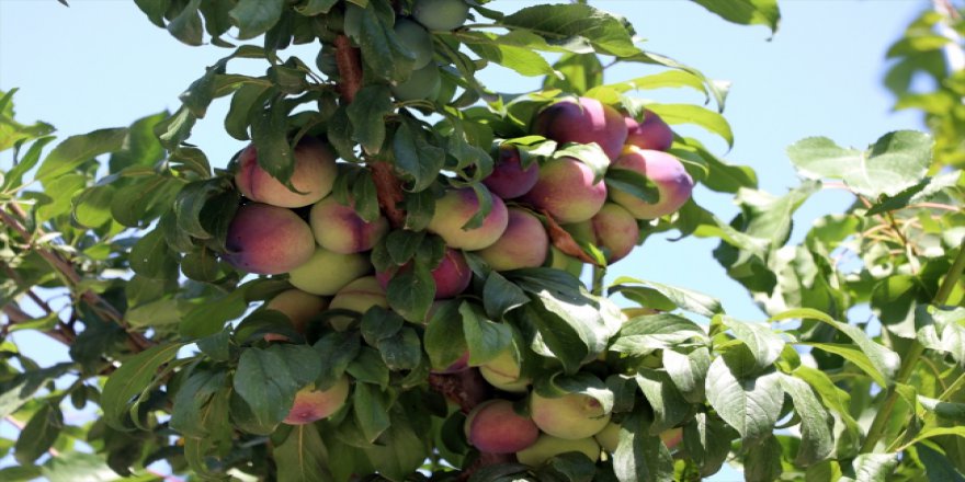 Aynı ağaçta 10 çeşit meyve yetiştirdi