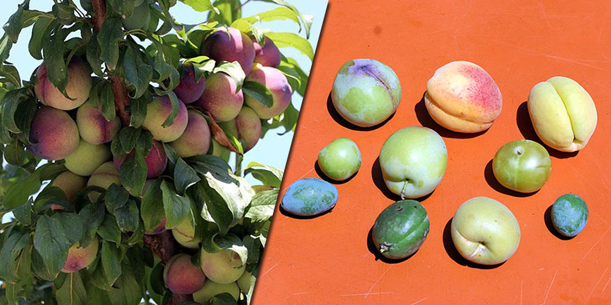 Maşallah! Tek ağaçta 10 çeşit meyve yetiştirdi