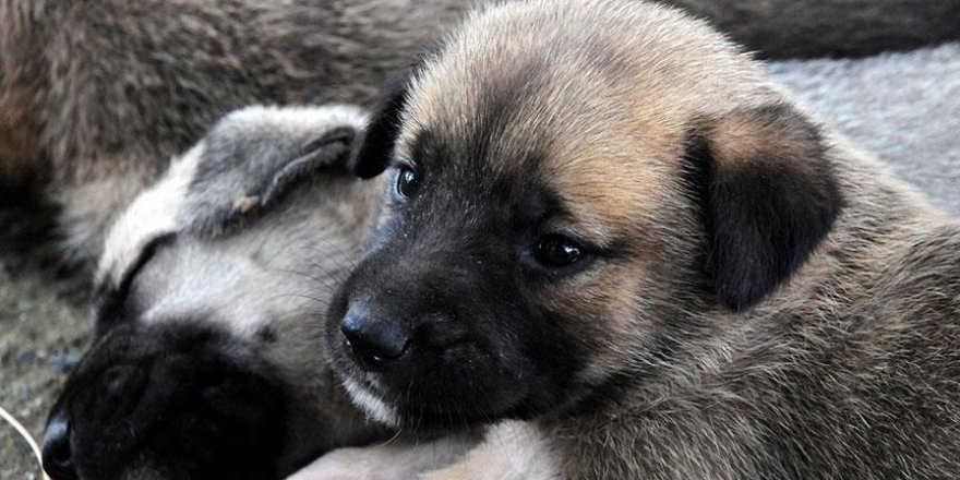 Yağmurda ıslanan köpek yavrularını sokakta bırakmadılar