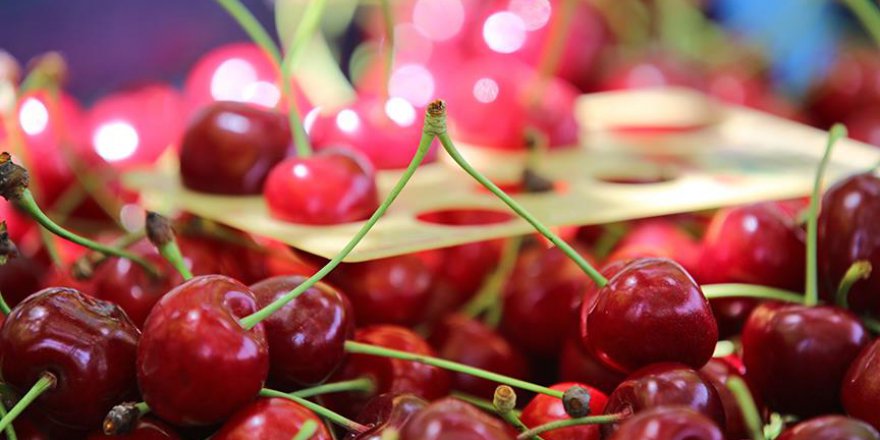 Kiraz üreticisinin yüzü gülüyor