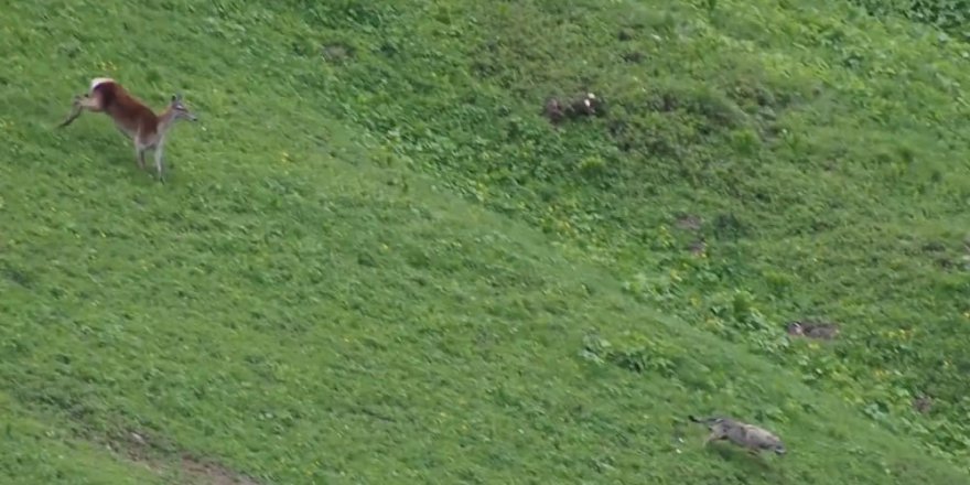 Dişi geyik, yavrularına saldırmaya çalışan kurdu kovaladı