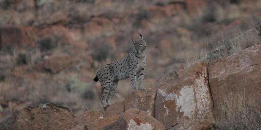 Türkiye'de nadir vaşak türleri tespit edildi