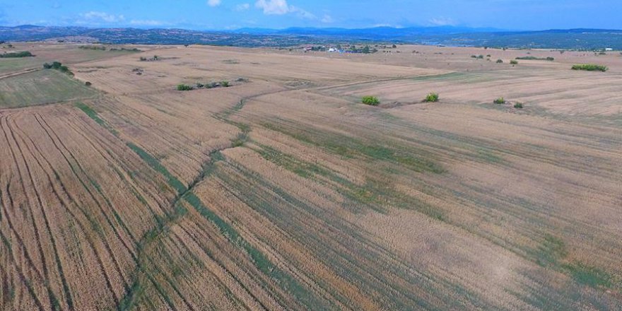 Yağmur yağınca buğday toplanamadı