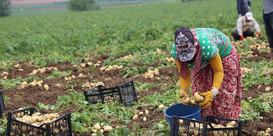 Patates ve soğan fiyatlarını düşürme çalışmaları sürüyor