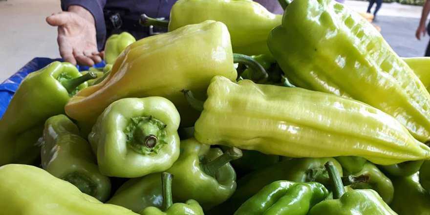 Denizli'nin tescilli biberi hasat ediliyor