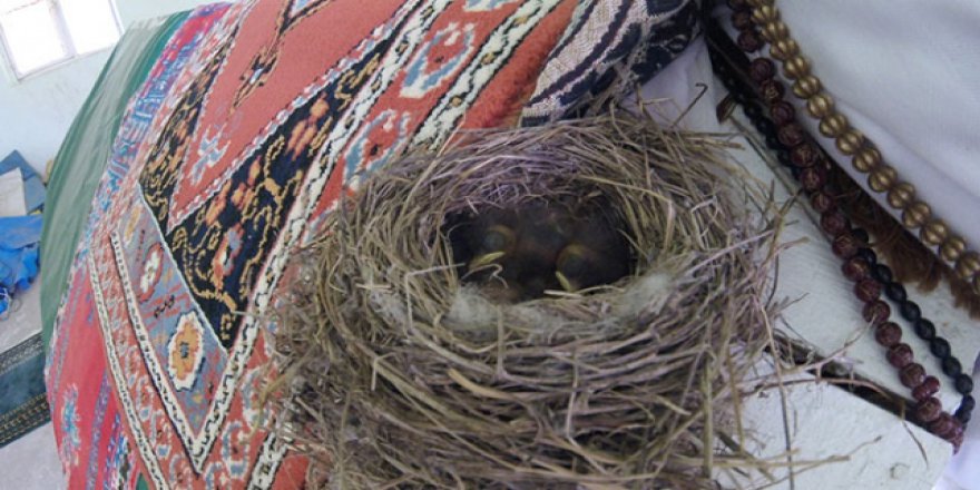 Türbeye yuva yapan bülbüle köylüler sahip çıktı