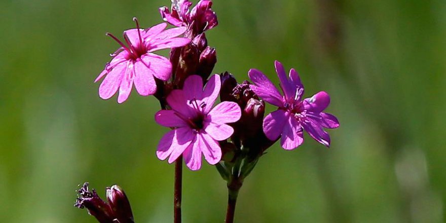 Bayburt'ta bulunan bu çiçeğe zarar verene 48 bin TL ceza