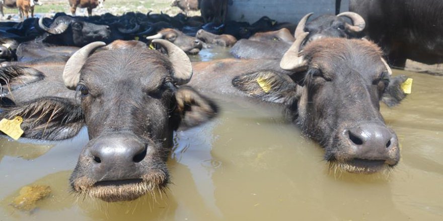 Sıcaktan bunalan mandalar derede serinliyor