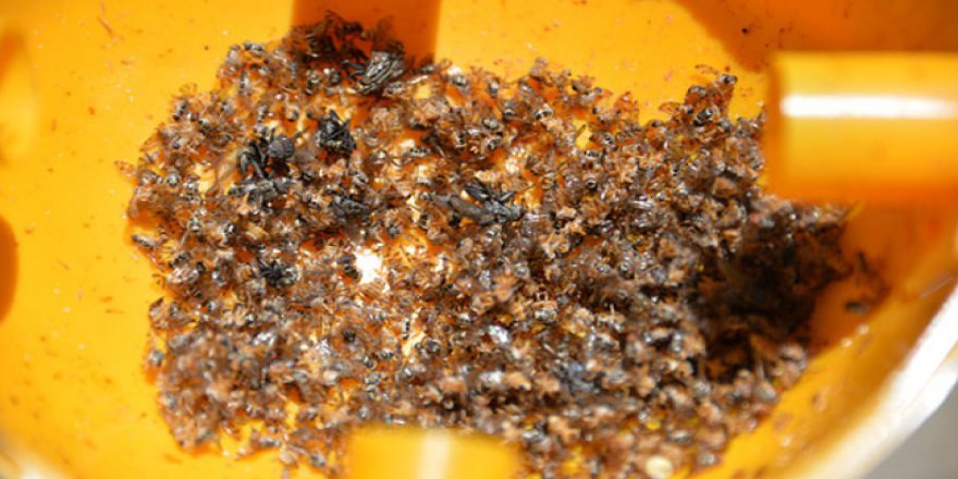 İhracatta 'Akdeniz meyve sineği' korkusu