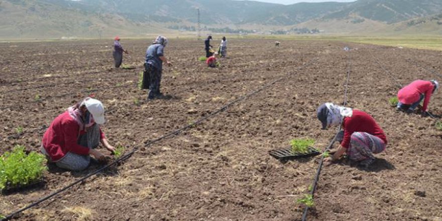 Muş'ta karpuz üretimi yeni başladı