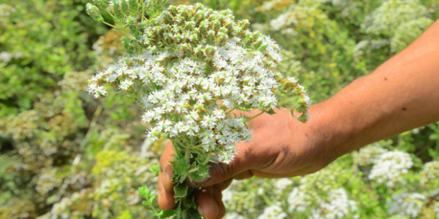 Organik kekik çiftçinin umudu oldu