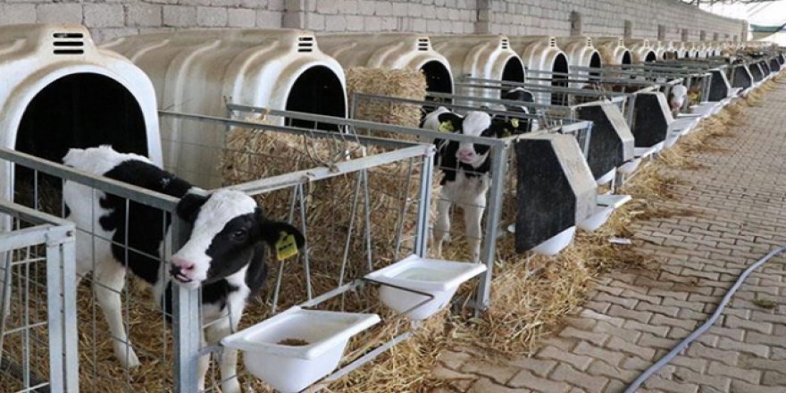 Hayvancılık yapanlar dikkat: Buzağı desteği için başvurular başladı