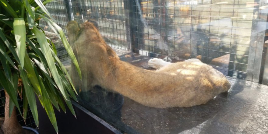 Sosyal medyanın konuştuğu nargile kafe incelendi