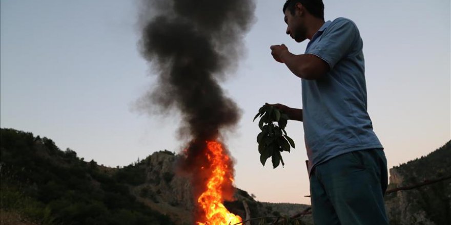 Ayılar ürünlerine zarar vermesin diye nöbetteler