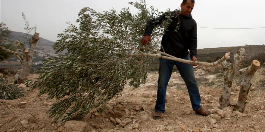 Yahudi yerleşimciler Filistinlilere ait 350 üzüm ağacını kesti
