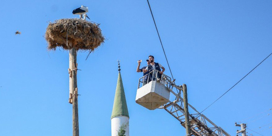 İyi haberler de var: Leylek yavrularına itfaiye merdiveniyle özel besleme
