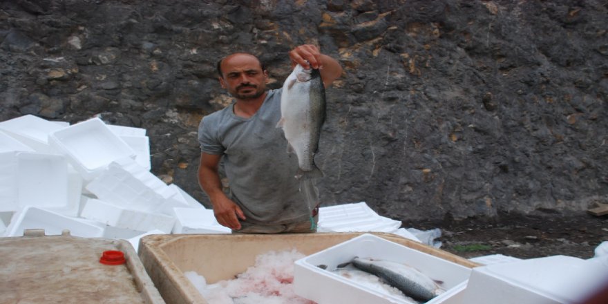 Tokat'ta yetiştirilen somon balıkları dünyaya satılıyor