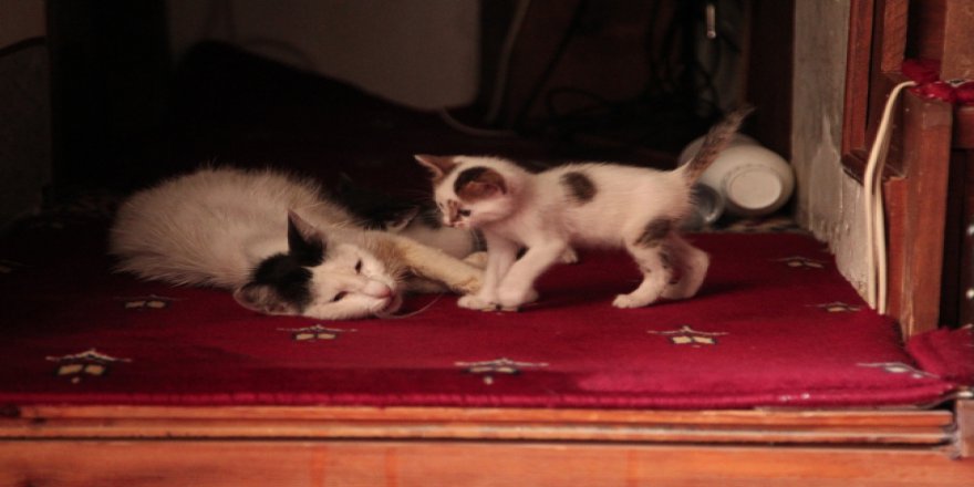 İnternet dolandırıcıları gözlerini hayvanseverlere dikti