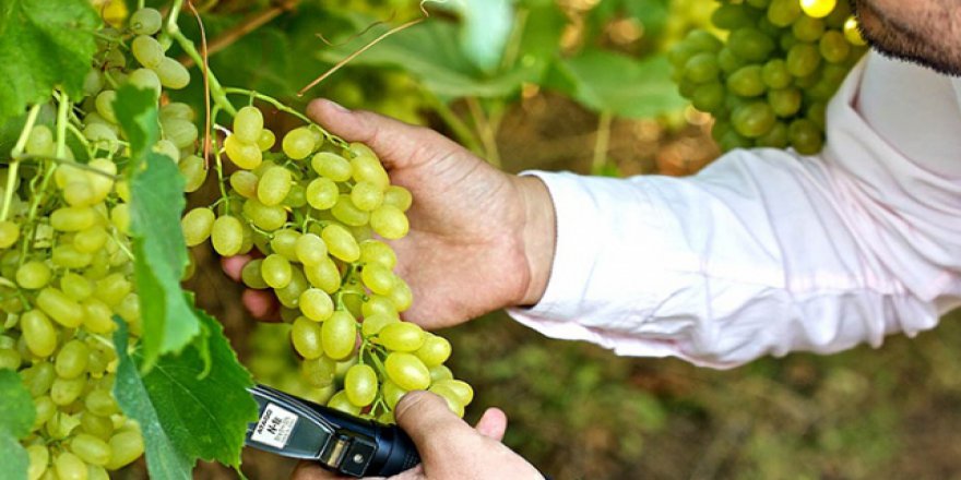 Yaş üzümde ihracat sevinci