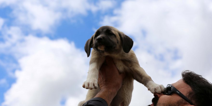 Vatandaşların tercihi Sivas Kangal Köpekleri oldu