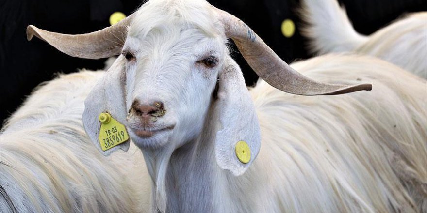 Diyanet Kurban Bayramı için hazırlanıyor