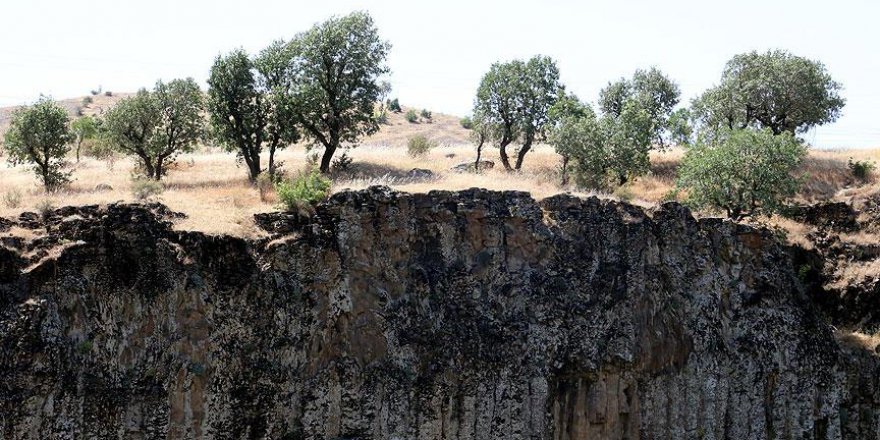 Bitlis ekonomisi Menengiç ağaçları ile canlanacak