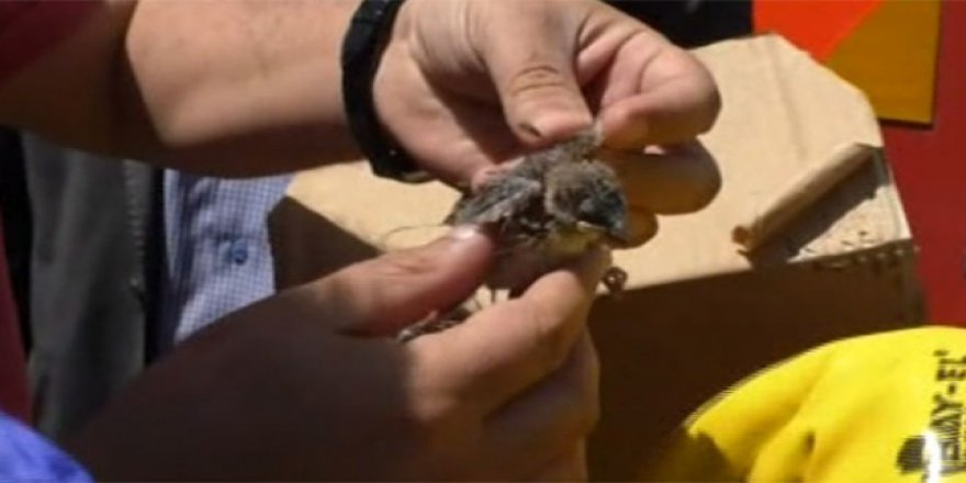 Hakkari'de vatandaşlar serçe yavrusu için seferber oldular