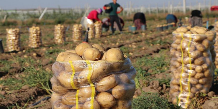 Patates fiyatlarına hasat çözümü