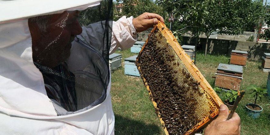 Kainat Eczanesi'nden Çam Balı her derde deva