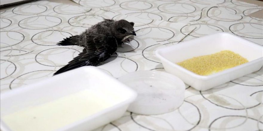 Ebabil yavrusunu sütle besliyor