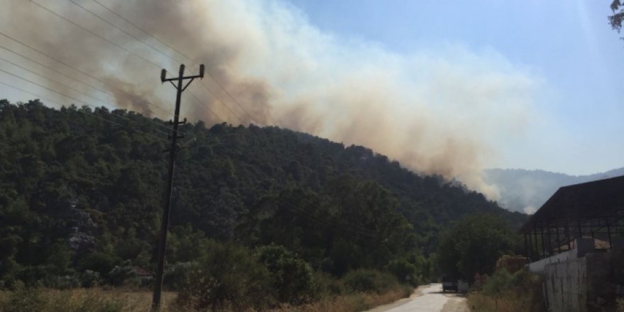 Muğla'da 25 hektar ormanlık alan kül oldu