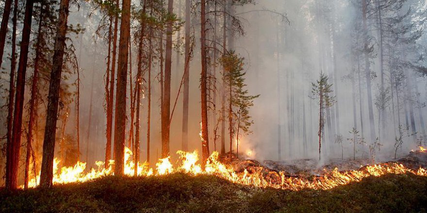 İsveç'te son 24 saatte 80 yerde orman yangını