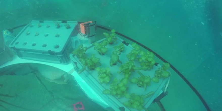 İtalya'da tarım su altına taşındı