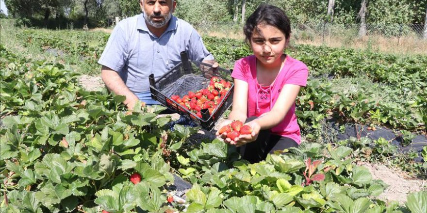 Köyden göç etmesinler diye çilek üretiyor