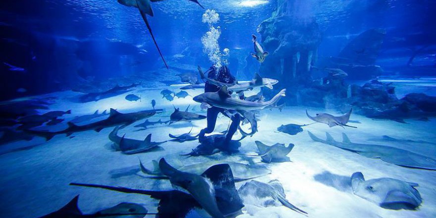 Meksika'da yeni bir köpek balığı türü bulundu