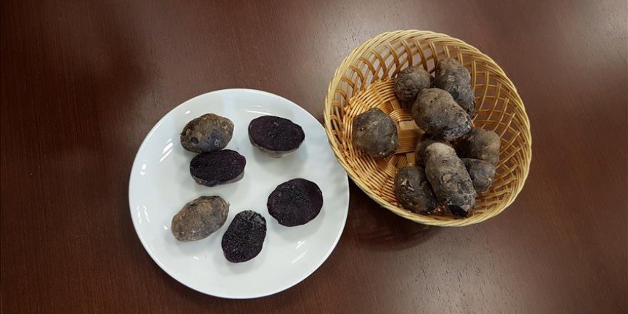 Ömer Halisdemir Üniversitesi'nden yeni buluş: Mor Patates