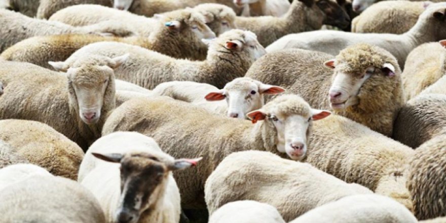 'Veba görülen Burgas bölgesinden hayvan alınmıyor'