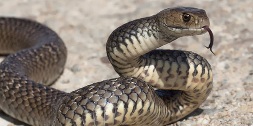 Tabiata çıkacaklar dikkat! Yılanlar bu yıl erken uyandı