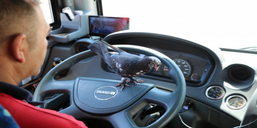 Otobüsündeki güvercin ile sefere çıkıyor