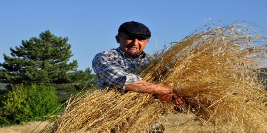 Bereketli topraklarda 'buğday' mesaisi