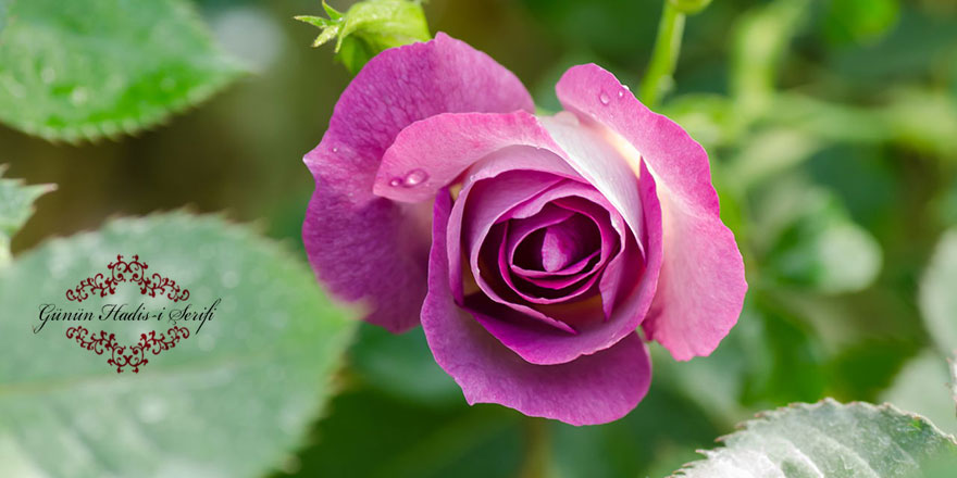 Ben Hz. İbrahim'in duâsıyım, beni en son müjdeleyen Hz. İsa'dır