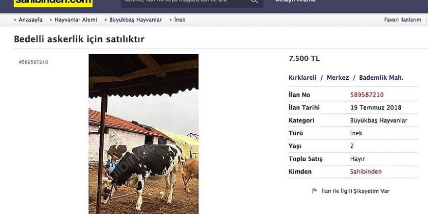 Bedelli askerlik için satılık inek