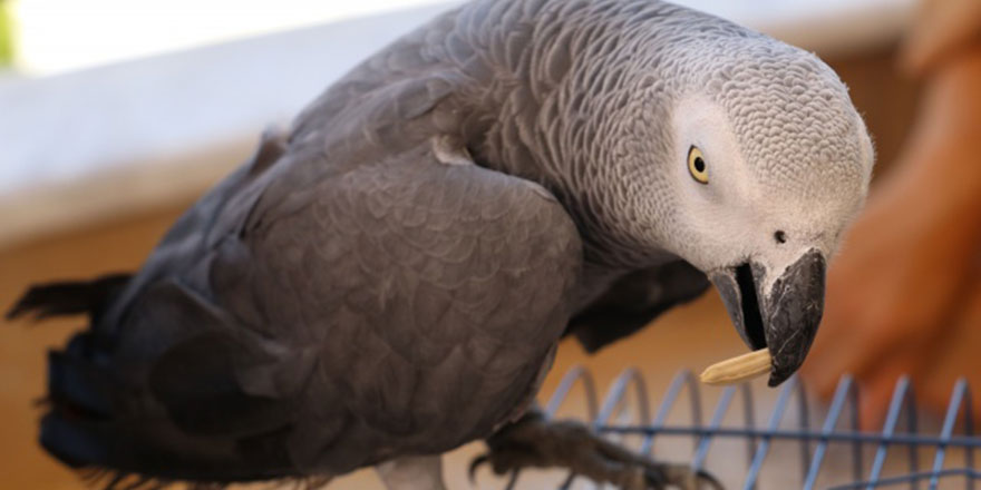 Yolda papağanı zikir halinde görünce şok oldu