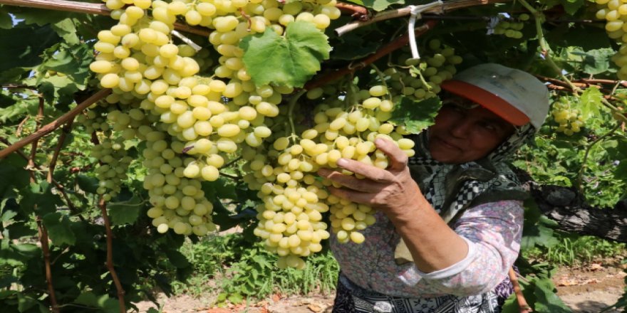Çekirdeksiz üzümde kalite üreticiyi memnun etti